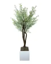 Creative Displays Organic Modern Myrtle Tree in Pot
