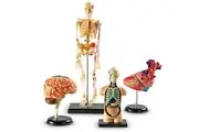 Learning Resources Anatomy Models Bundle Set, Brain, Body, Heart, Skeleton, Classroom Demonstration Tools, Teacher Accessories, Grades 8+, Ages 3+