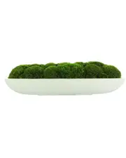 Creative Displays Moss Arrangement in Glossy Oblong Planter