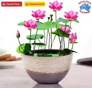 20 Lotus Flower Seeds Water Bonsai Flower Plant Mixed Nymphaea seeds AU*POST