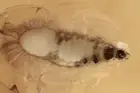 UNUSUAL LARVAE Rare PTILIIDAE & Giant GNAT Fossil BALTIC AMBER + HQ Pic 220419