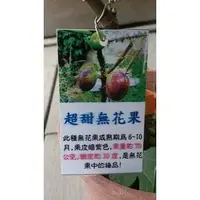 在飛比找PChome商店街優惠-果樹苗 ** 超甜無花果 ** -5-6吋盆/ 15-35公