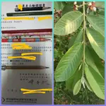 有認證芭樂園，無農藥無化學肥料，芭樂葉（連枝帶葉）竹節蟲，420公克售價120元