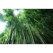 BAMBOO & MUSK Fragrance Oil for making Candles, Soaps, Wax Melts etc.