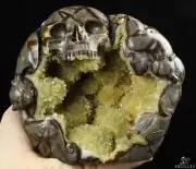 GEODE 6.3" Dragon Septarian Stone Carved Crystal Skull, Crystal Healing