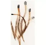 Twenty (20) Emu Feathers for Hair Extensions/Crafts (4 to 6 inches)
