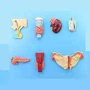 CHROX PVC Anatomical Model of Man, Endocrine System, Pituitary Gland, Thyroid Gland, Adrenal Gland, Testicle, Side Thyroid Gland, Ovarian Model for Medical