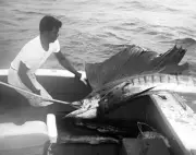 Mate Hauls A Sailfish At Club De Pesca In Pinas Bay 1960 Old Fishing Photo