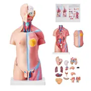 Anatomical Human Torso Body Model Anatomy Internal Organ 45.5 cm 23 Parts