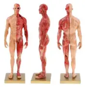 30cm Male Female Resin Human Anatomy Muscle Skeleton Model for Biologia Surgical