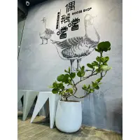 在飛比找蝦皮購物優惠-植來植往+室內綠化盆栽+雕塑海葡萄+簡約設計盆+設計賀卡[送