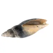 Fossil Shell Gastropod Pleioptygma carolinesis Sarasota Co, Florida, USA EA8453
