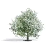 Apple tree, Flowering, 75mm HO/OO Gauge Busch 3651