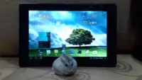 在飛比找Yahoo!奇摩拍賣優惠-☆華碩平板專賣☆ASUS Padfone Station 1