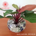 用於種植水生植物的玻璃花盆、用於種植水生植物的玻璃花瓶