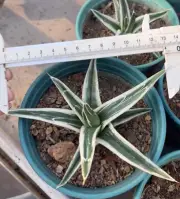 10cm＋ liveSucculent Plant Agave victoriae-reginae 'White Rhino' Random Boutique