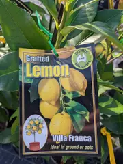 Buy Lemon Villa Franca Grafted Fruit Trees (Citrus limon)