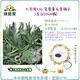 【綠藝家】大包裝K36.寬葉薰衣草種子3克(約2600顆)
