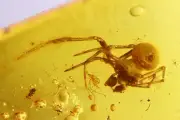 Spider Theridiidae Clya and More Fossil inclusions Baltic amber stone #11021