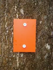 Trail Markers 2" X 3" set of fifty - orange