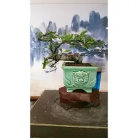 在飛比找蝦皮購物優惠-520G#-大幹徑小品「狀元紅」極品盆栽