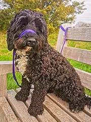 UniWalker Figure of 8 Training Lead For Dogs That Pull. Soft, Padded.& Comfortable. 3 Leads in 1. Purple