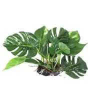 Aquatic Greenery: Realistic Monstera Simulation Plant for Reptile Tanks and Fish