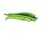 Boondie Seeds GUINEA BEAN / Doodhi / Italian edible gourd / Lauki seeds