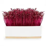 UrbanGreens Mini Microgreens Grow Kit - Ruby Sprouts