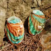 2pcs 6-7cm Abalone shell natural conch DIY handmade material photography prop ^❤