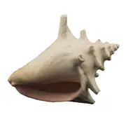 Bioscape Milk Conch Shell 15cm (BIS322)