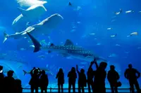 在飛比找雄獅旅遊優惠-沖繩旅遊｜美麗海水族館.小希臘瀨長島.半潛艇五日｜一日自由活