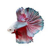 Assorted Half Moon Male Betta Fish 6cm