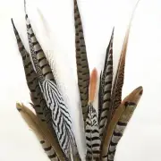 PHEASANT Natural Feathers 10-40cm Mixed Pack x 10