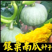 在飛比找露天拍賣優惠-好姐姐丶金香蜜甜栗南瓜種子 種籽錦栗南瓜種子 種籽香甜粉糯四