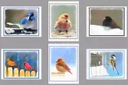 6 Christmas Cards Assorted Wild Winter Birds Note Greeting Blue Jay Cardinal