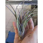 ✺藝鳳✺ 空氣鳳梨 卡比 X 柳葉 TILLANDSIA CAPITATA X BALBISIANA 送禮 室內 懶人