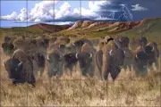 Buffalo Tile Backsplash Ceramic Mural Kendrick Bison Wildlife Art POV-LKA029