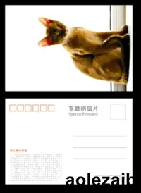 在飛比找露天拍賣優惠-阿比西尼亞貓明信片B版(可做貓極限片)
