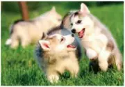 27747.1 ALASKAN MALAMUTE PLAYFUL PUPS PUPPIES 1000 PIECE JIGSAW PUZZLE 75 X 50CM
