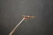 2 Flies, Size 14, REALISTIC BROWN CADDIS #2 Dry Fly Fishing Flies