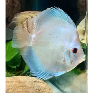 超美❤️ 綜合七彩神仙飼料 活餌飼料 七彩神仙魚 天子藍七彩 紅妃七彩 豹點七彩 七彩神仙魚 神仙魚