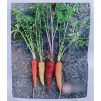 在飛比找蝦皮購物優惠-原包裝 1磅 彩色胡蘿蔔種子 彩色蘿蔔種子 胡蘿蔔種子 彩色