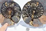 Large Black Ammonite Pair 198mm Deep Crystals XXXL 7.8" 110myo Fossil 3114xx
