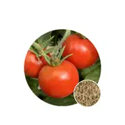 Tomato Stupice - Seed Packet - Organic Seeds - Spring - Summer