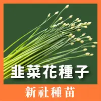 在飛比找蝦皮購物優惠-現貨）韭菜花種子｜全年可種｜年花｜居家種植｜蔬菜專業戶｜蔬菜