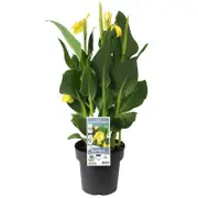 180mm Canna Cannova Assorted - Canna generalis