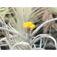 在飛比找蝦皮購物優惠-綠房子空氣鳳梨 迷你型 黃色香花B Tillandsia c