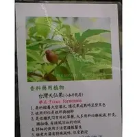 在飛比找PChome商店街優惠-羊奶頭 -台灣天仙果-台灣威爾剛-5吋盆