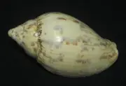 74 mm GREAT PATTERN Cymbiola Flavicans Volute Seashell Combine Ship
